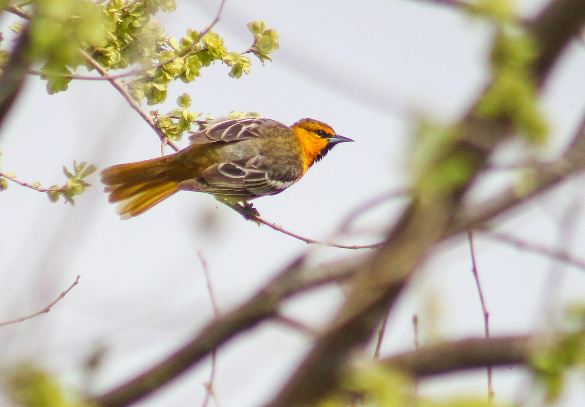 Bullock's Oriole - ML236275361