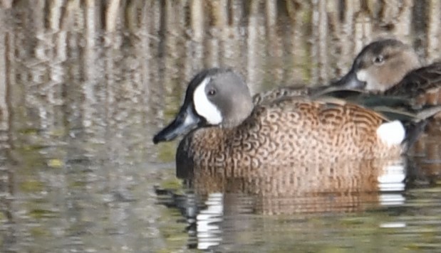 Blue-winged Teal - ML236276921