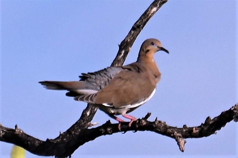 White-winged Dove - John Gapski