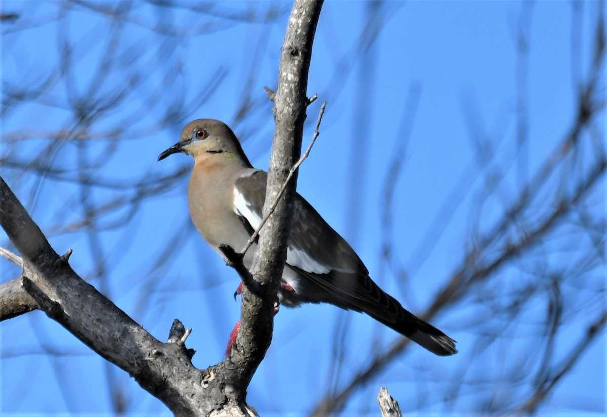 White-winged Dove - ML236277201