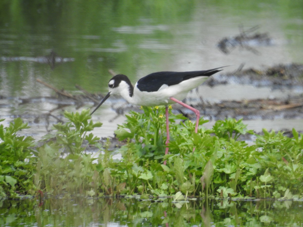 Black-necked Stilt - ML236277371