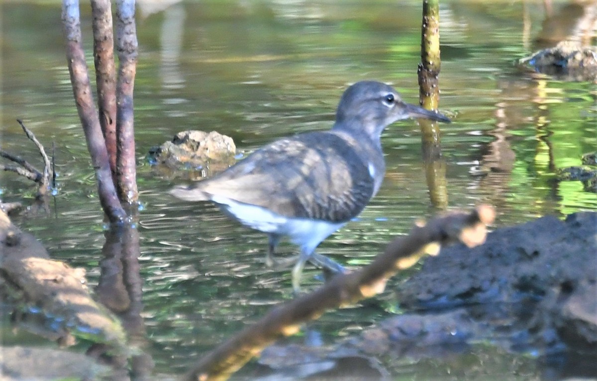 Spotted Sandpiper - ML236277591