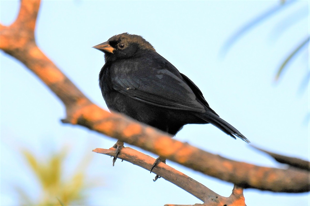 Shiny/Brown-headed Cowbird - ML236279191