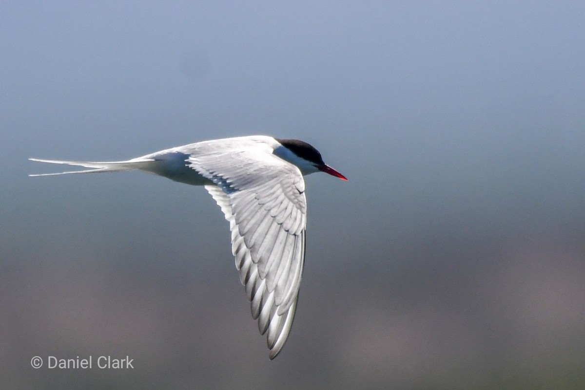 Arctic Tern - ML236279301