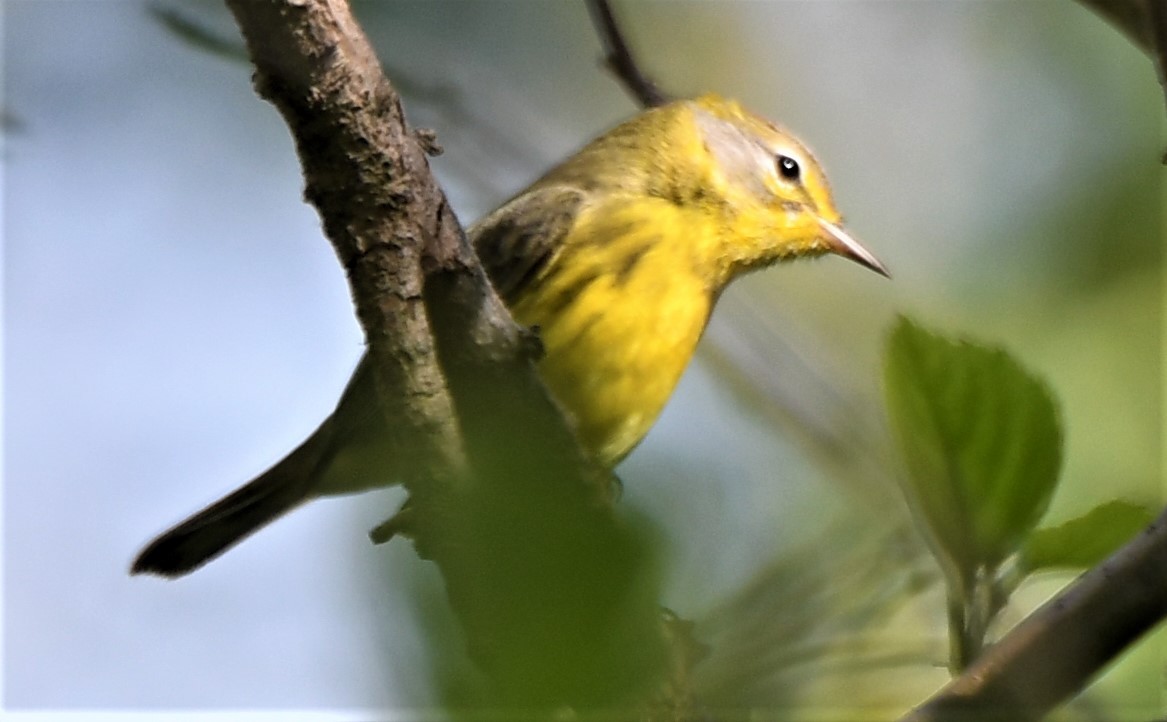 Prairie Warbler - John Gapski