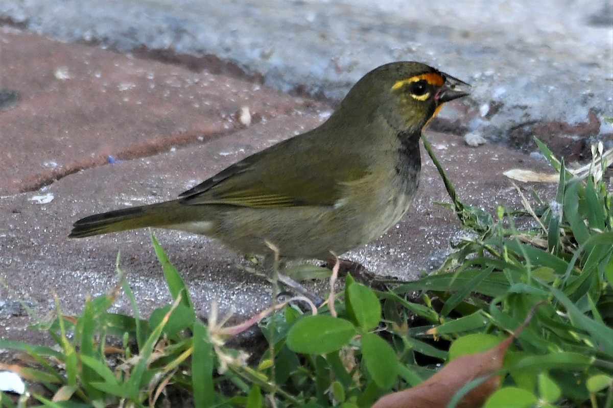 Yellow-faced Grassquit - ML236279661