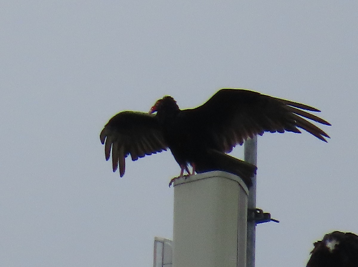 Turkey Vulture - ML236281121