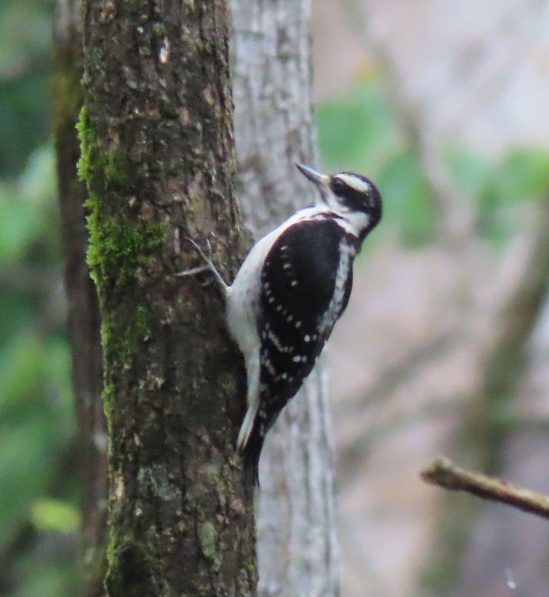 Hairy Woodpecker - ML236281261