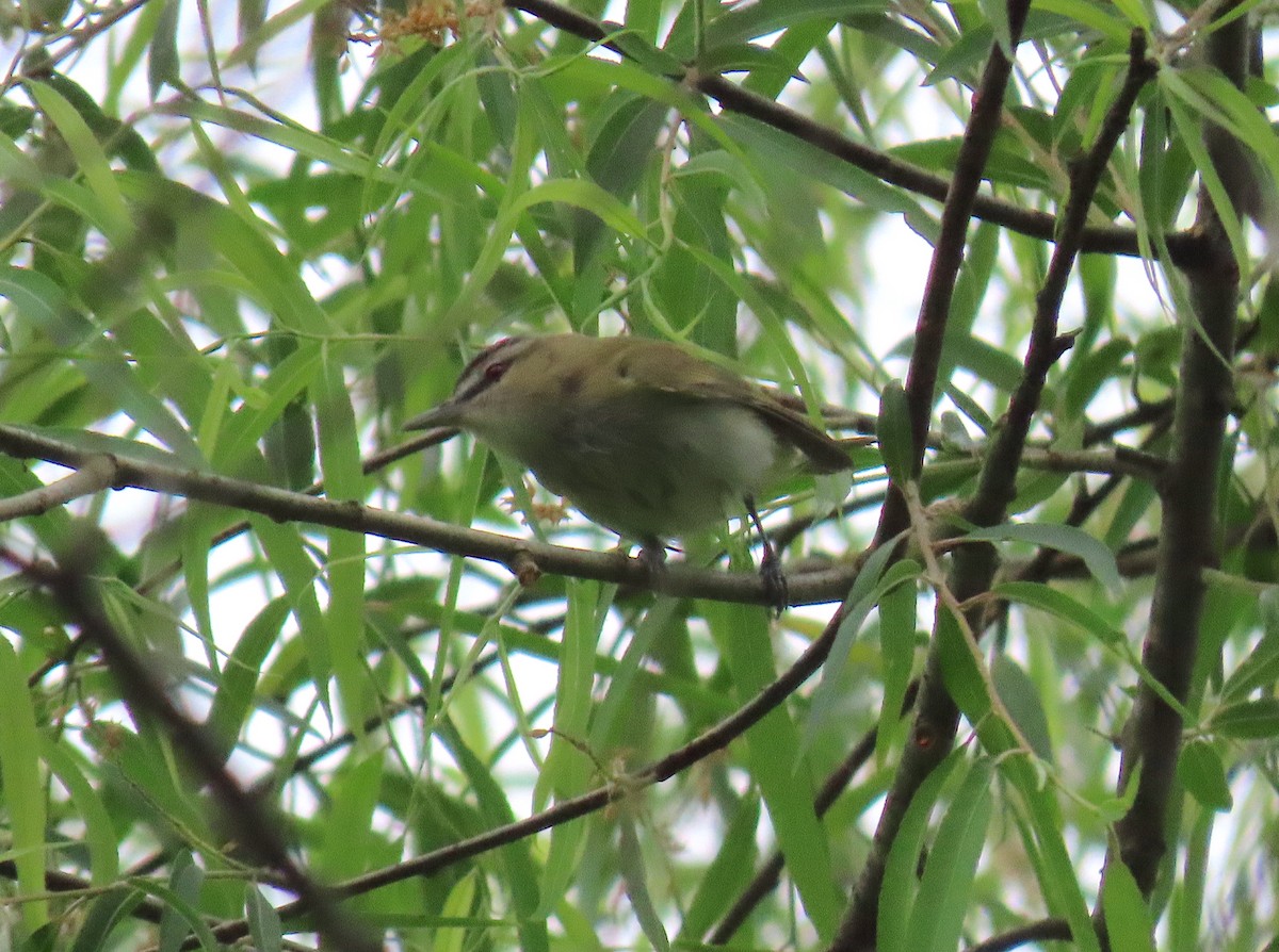 Red-eyed Vireo - ML236281361