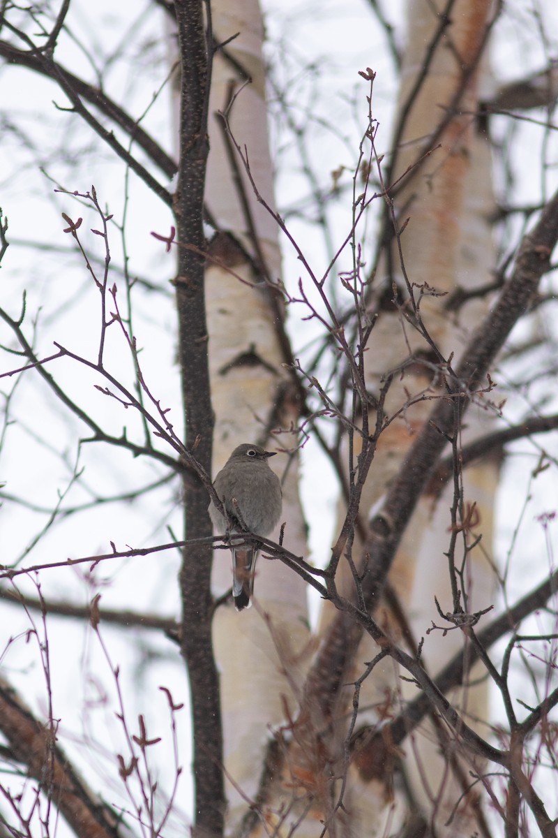 Townsend's Solitaire - ML236281411