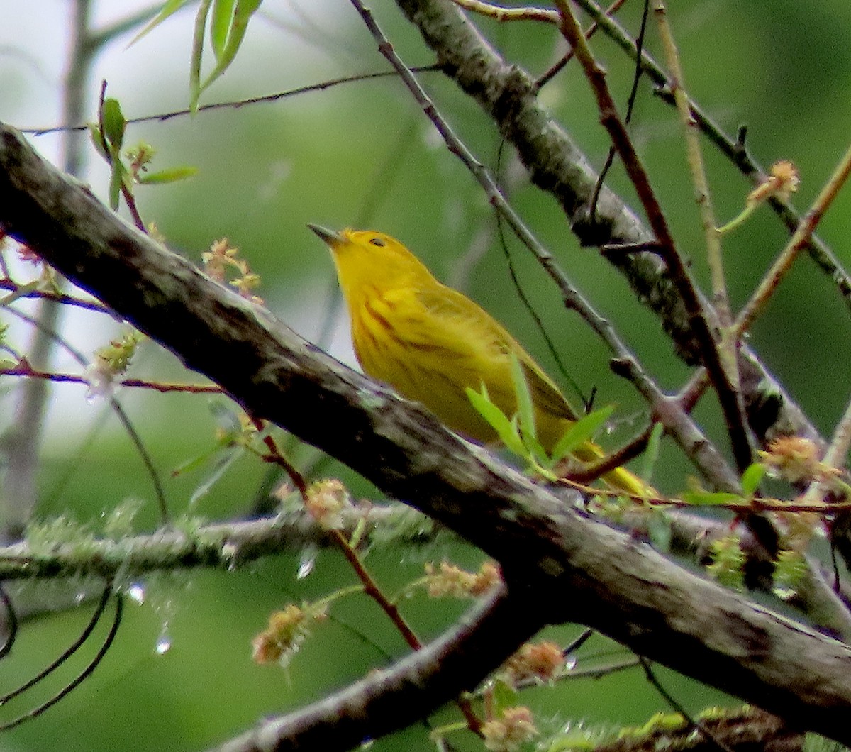 Yellow Warbler - ML236281521