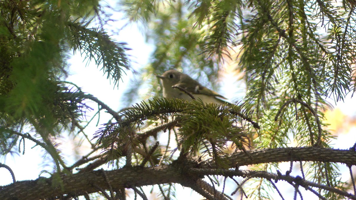 Ruby-crowned Kinglet - André Labelle