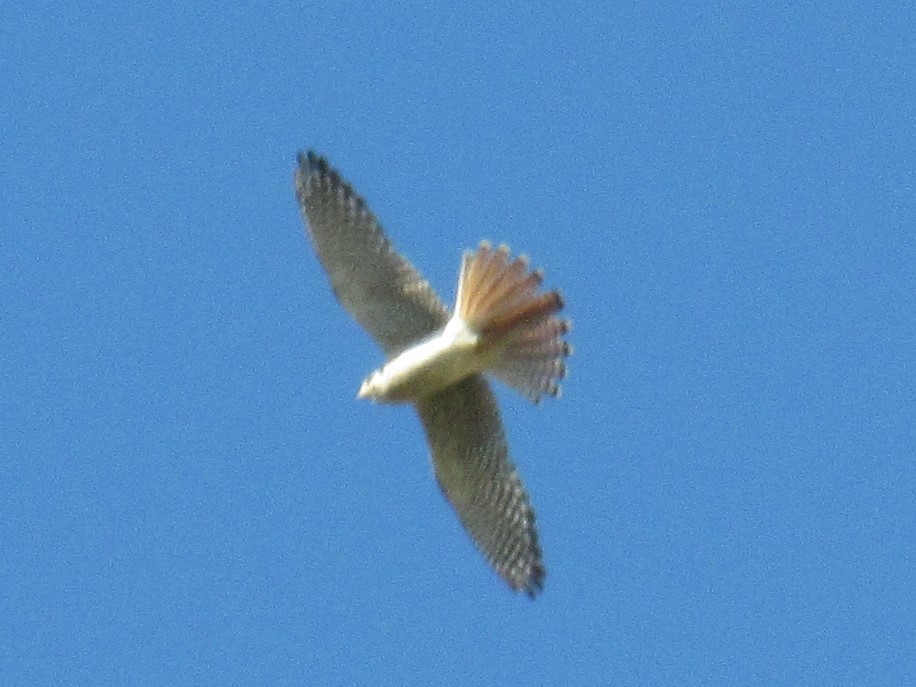 American Kestrel - ML236282691