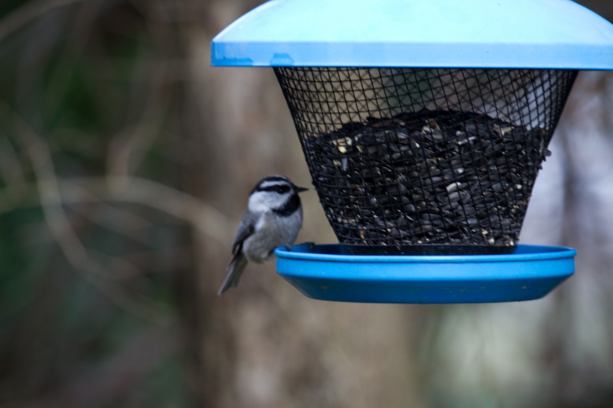 Mountain Chickadee - Craig Tumer