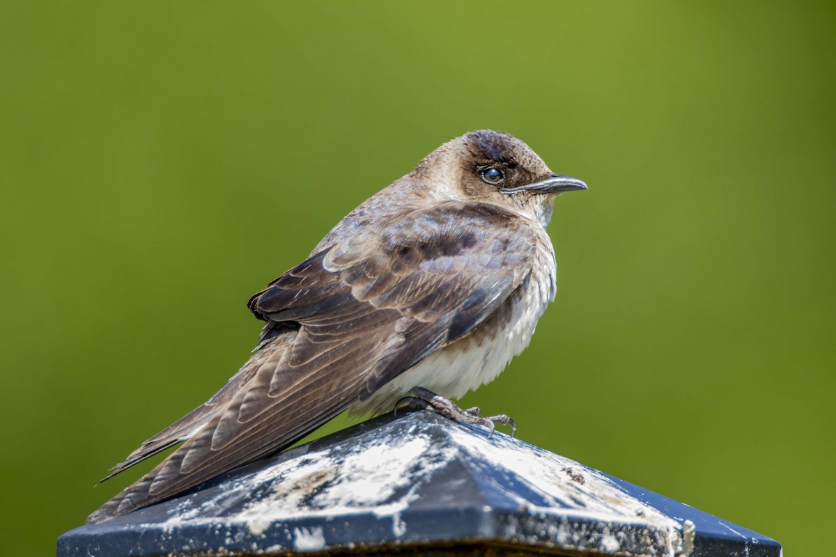 Northern Rough-winged Swallow - ML236284551