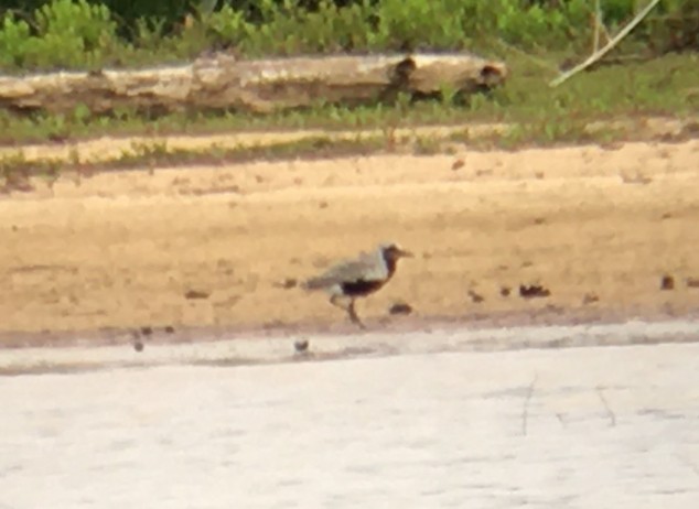 Black-bellied Plover - ML236284891