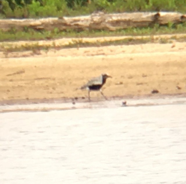 Black-bellied Plover - ML236284901