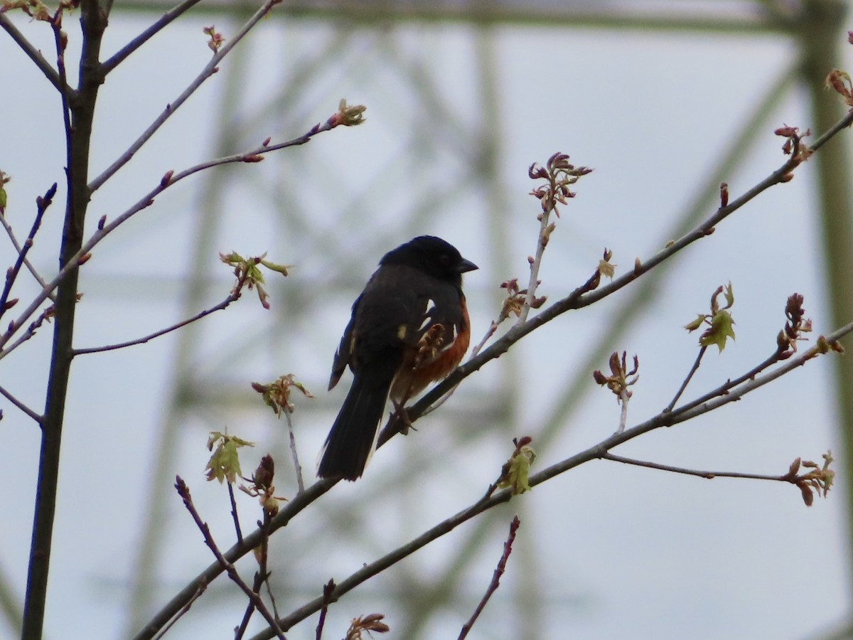 Eastern Towhee - ML236286311