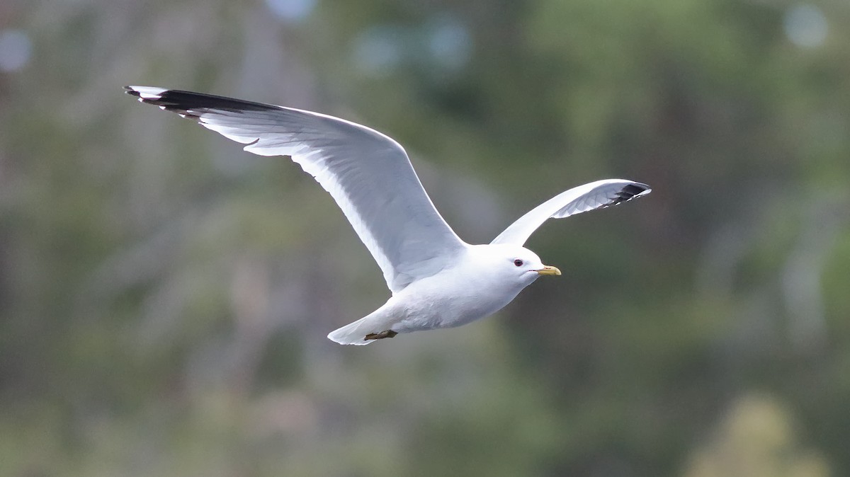 Gaviota Argéntea - ML236286731