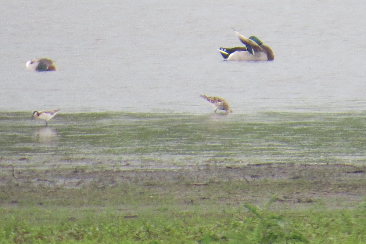 Wilson's Phalarope - ML236286961