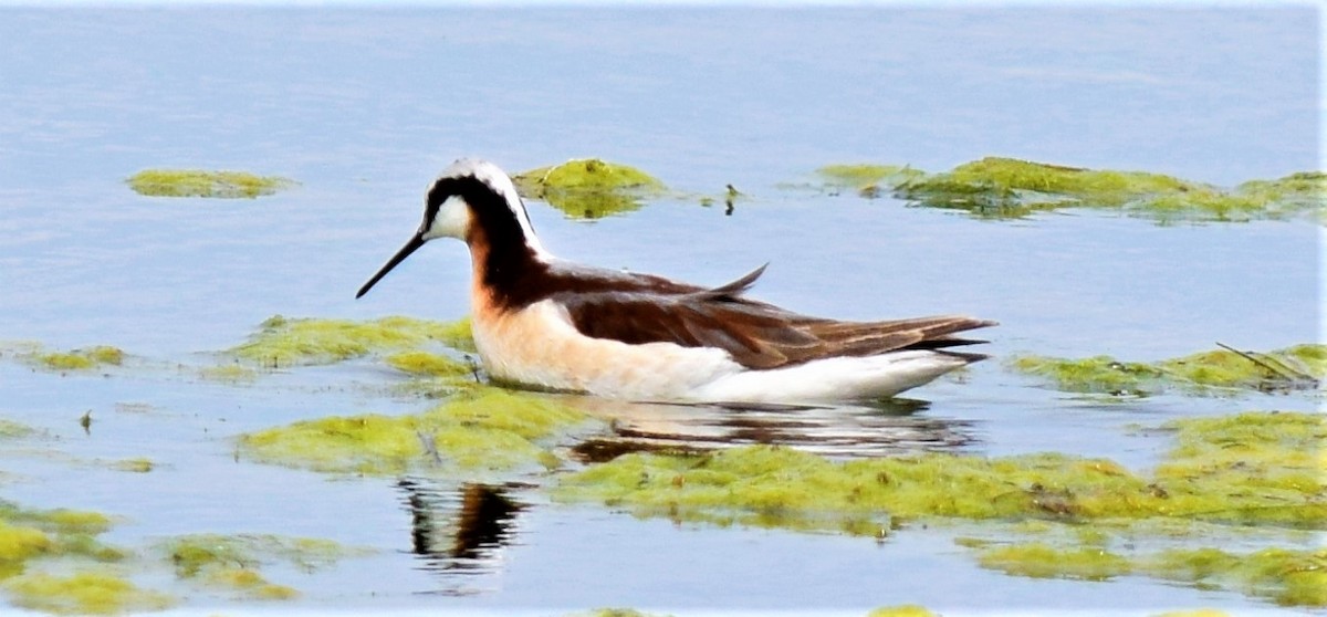 Wilson's Phalarope - ML236287121