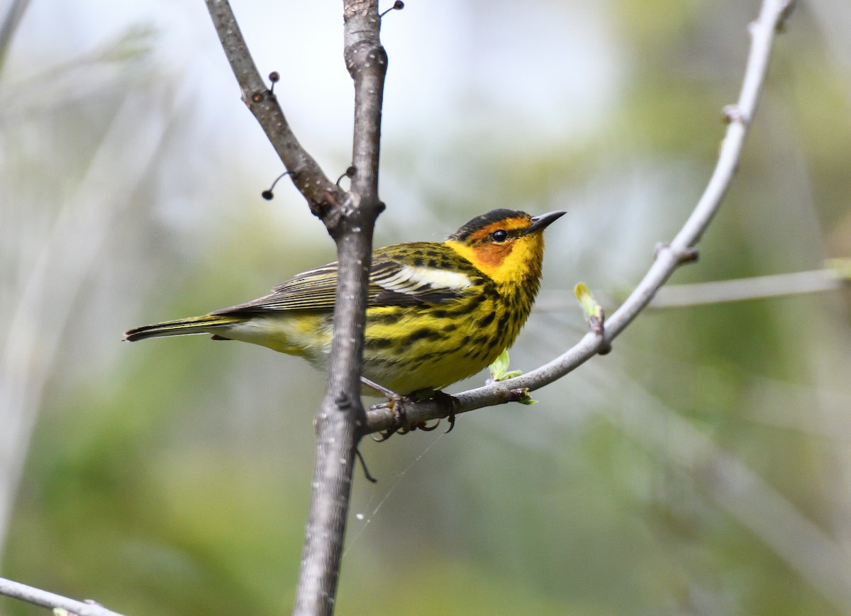 Tigerwaldsänger - ML236289281
