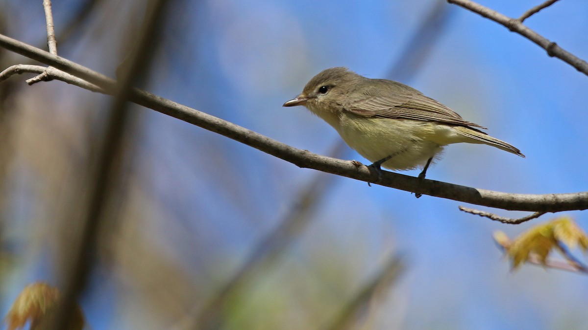 Warbling Vireo - ML236289641