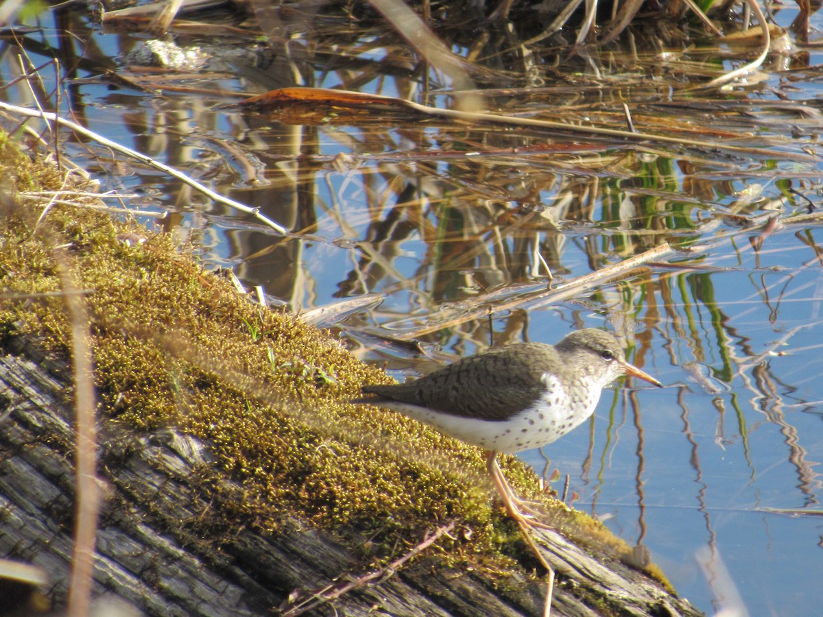 Spotted Sandpiper - ML236290331