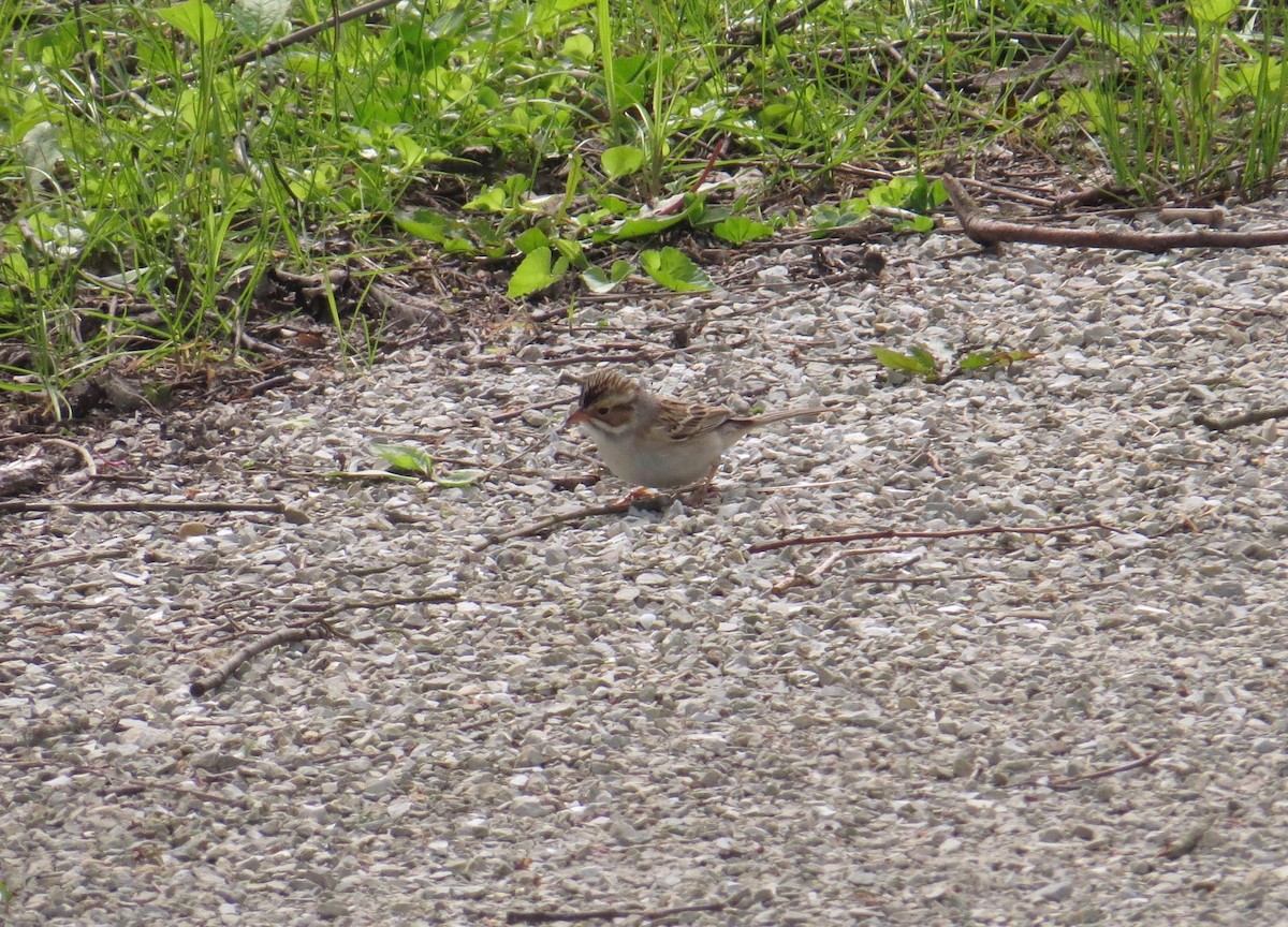 Clay-colored Sparrow - ML236290371