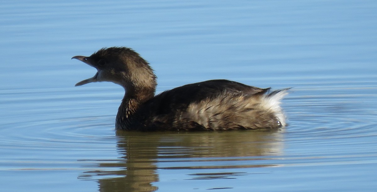 Pied-billed Grebe - Jan Thom