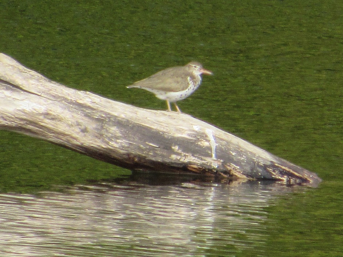 Spotted Sandpiper - ML236290781