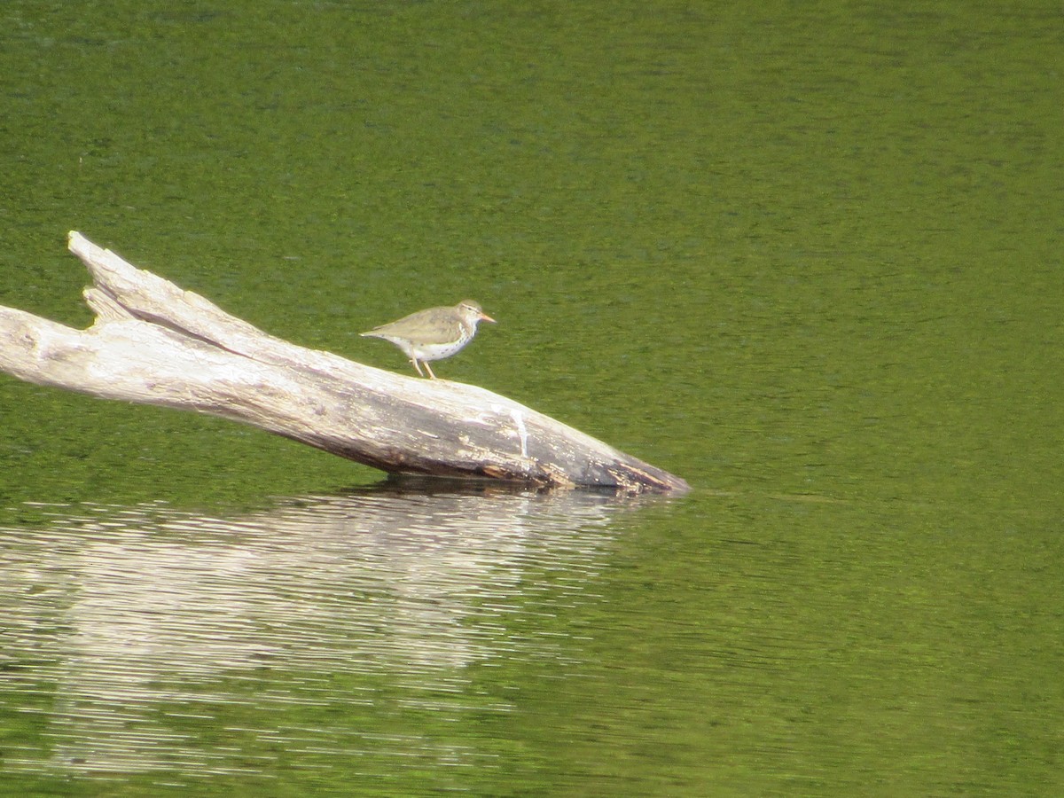 Spotted Sandpiper - Leo & Melissa Bachand