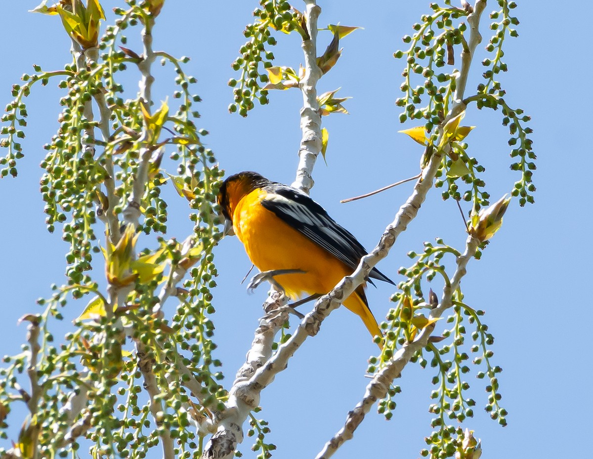 Bullock's x Baltimore Oriole (hybrid) - shawn mason
