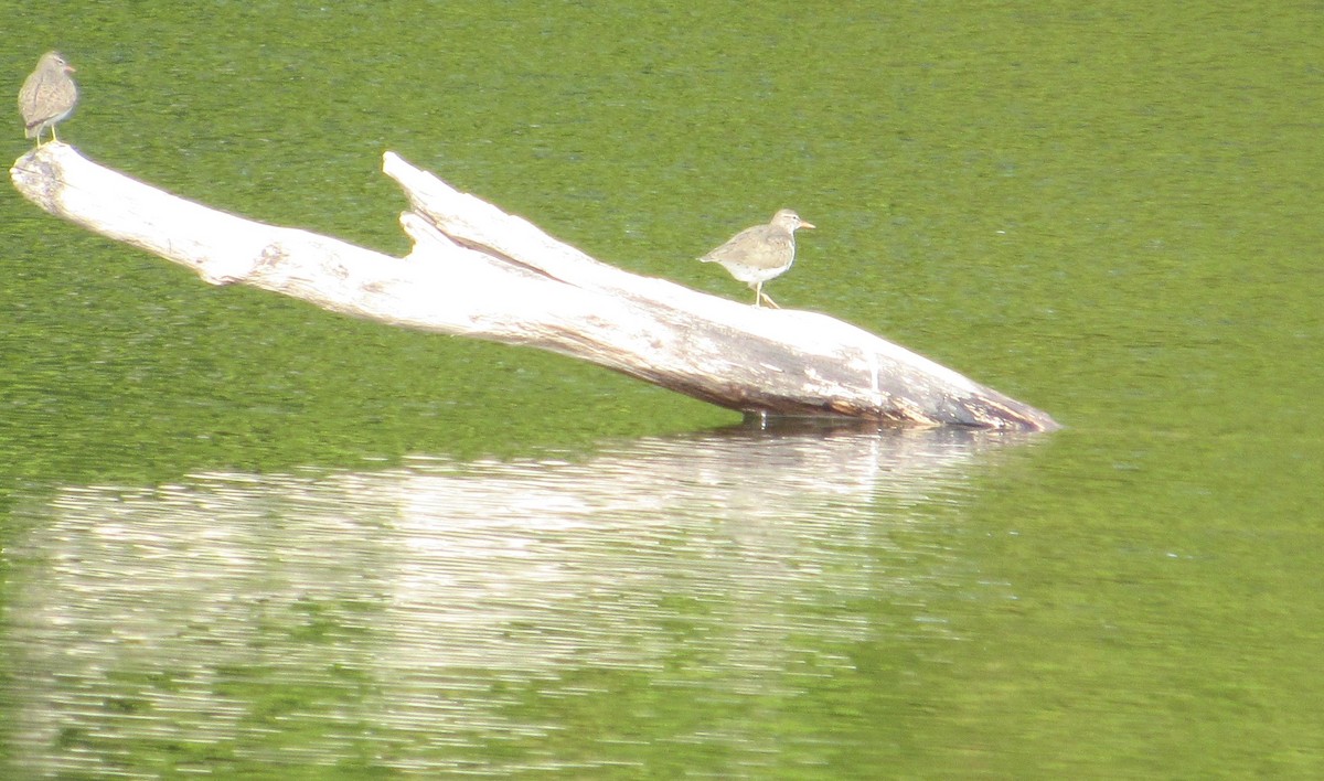 Spotted Sandpiper - ML236291751