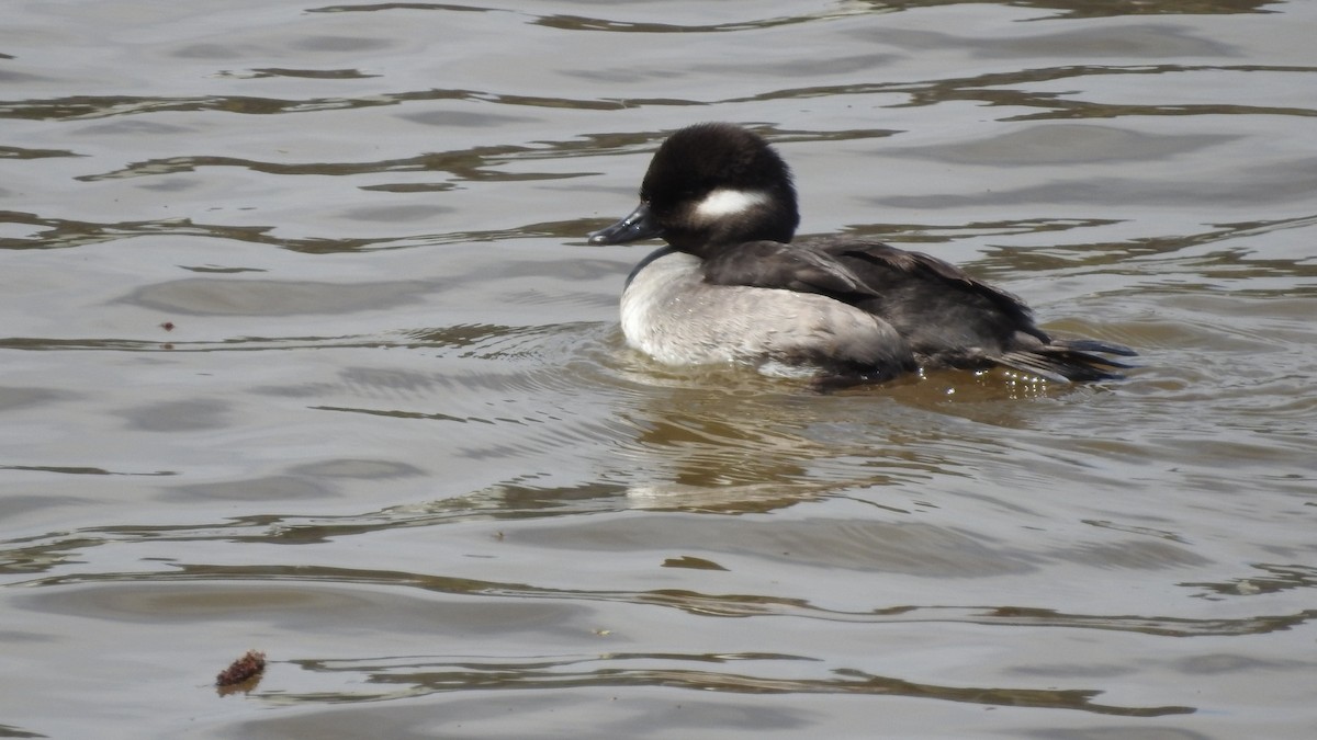 Bufflehead - Tom Miller Sr.