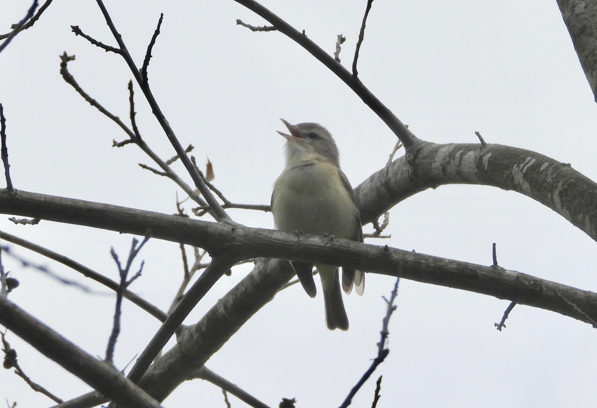 Warbling Vireo - ML236292221
