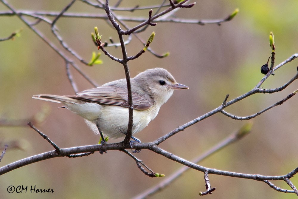 Warbling Vireo - ML236292601