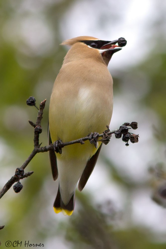 Cedar Waxwing - Carol Horner