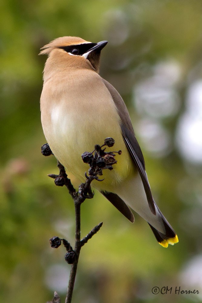 Cedar Waxwing - Carol Horner