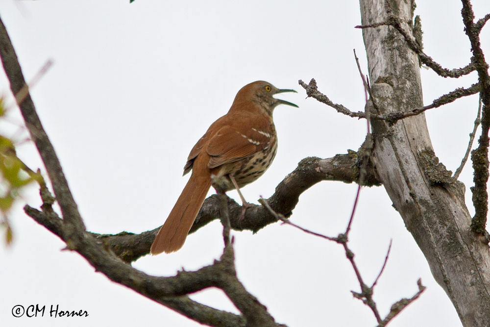 Brown Thrasher - Carol Horner