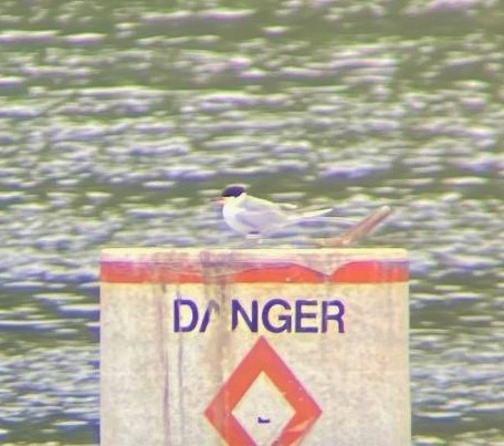 Forster's Tern - ML236295921