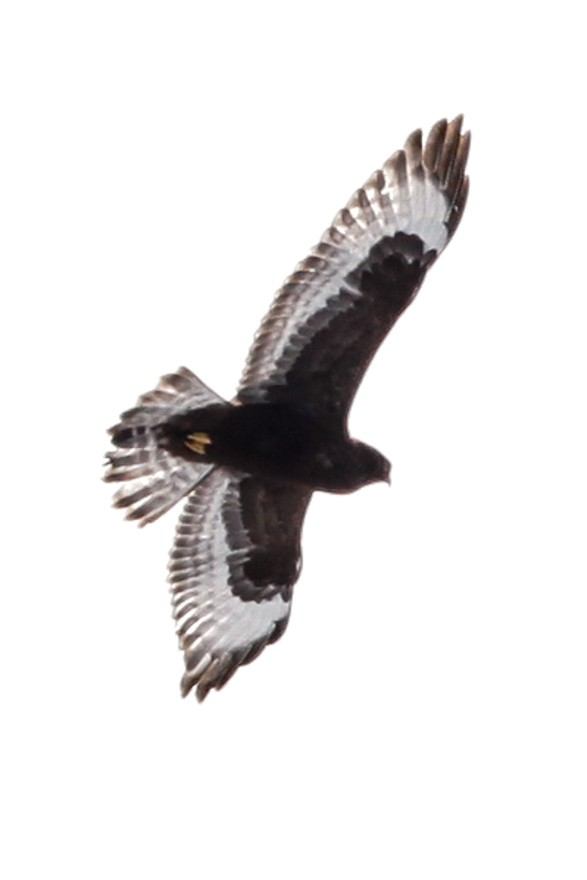 Rough-legged Hawk - ML23629671