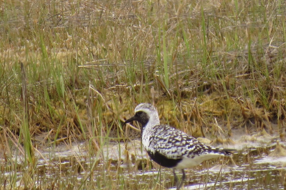 Black-bellied Plover - ML236297941