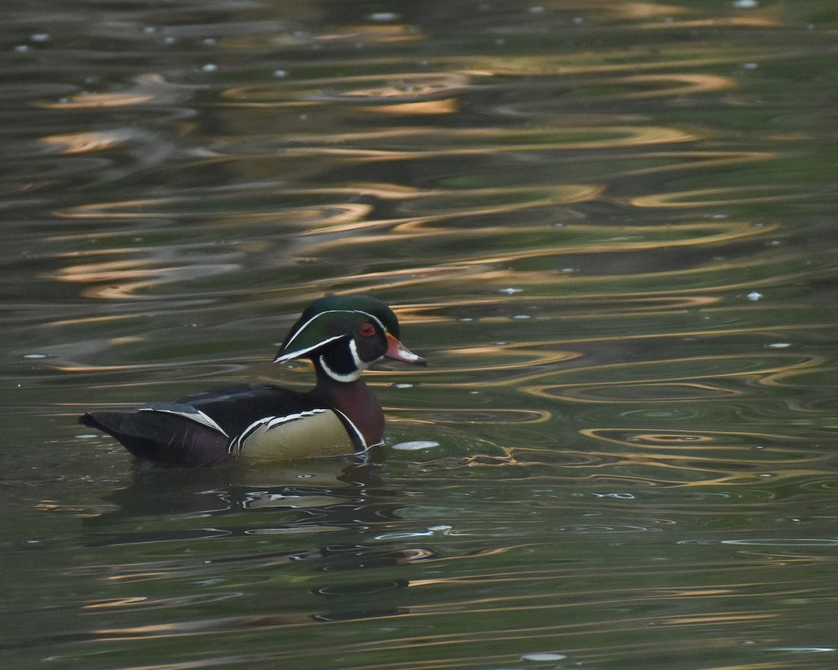 Wood Duck - Malcolm Gold