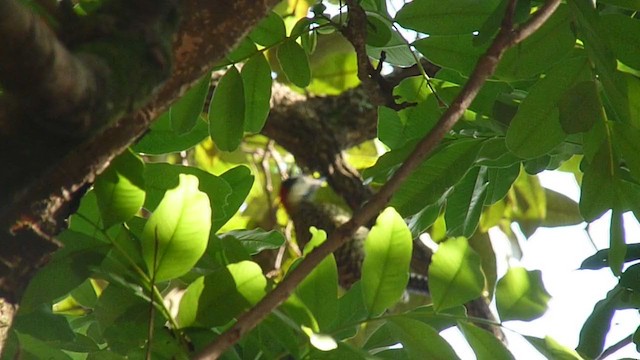 Green-barred Woodpecker - ML236298271