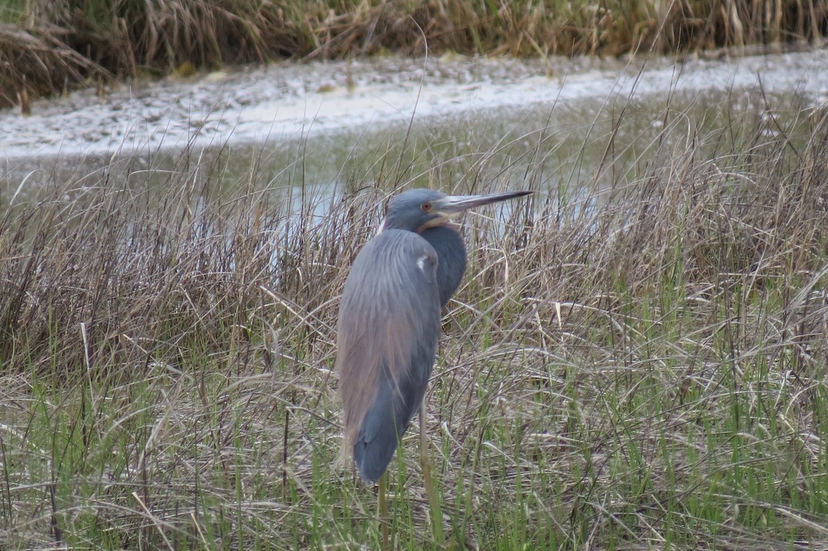 Tricolored Heron - Jim Carroll