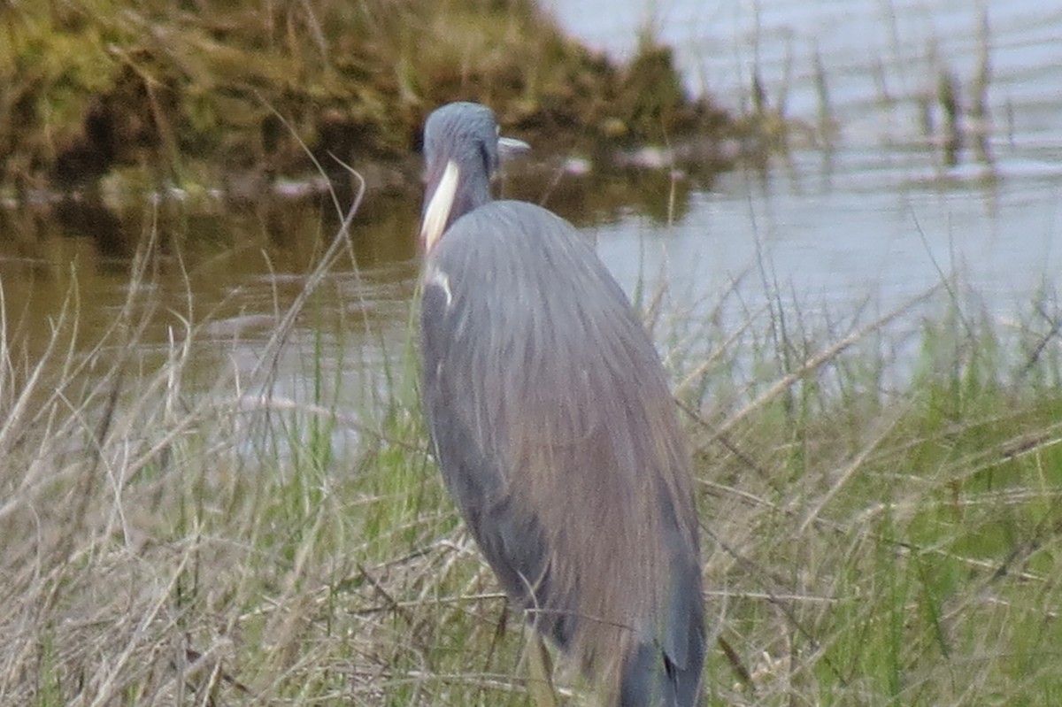 Tricolored Heron - Jim Carroll