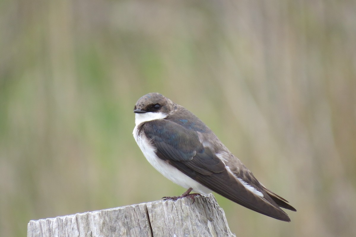 Golondrina Bicolor - ML236298881