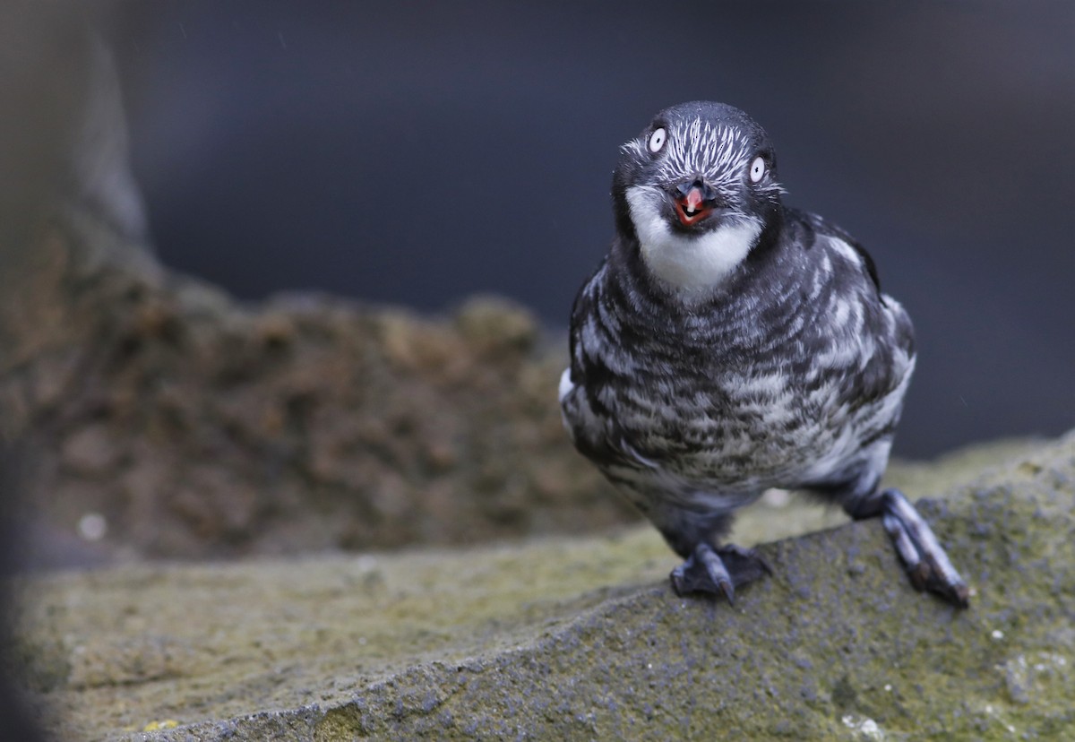 Least Auklet - ML236299021