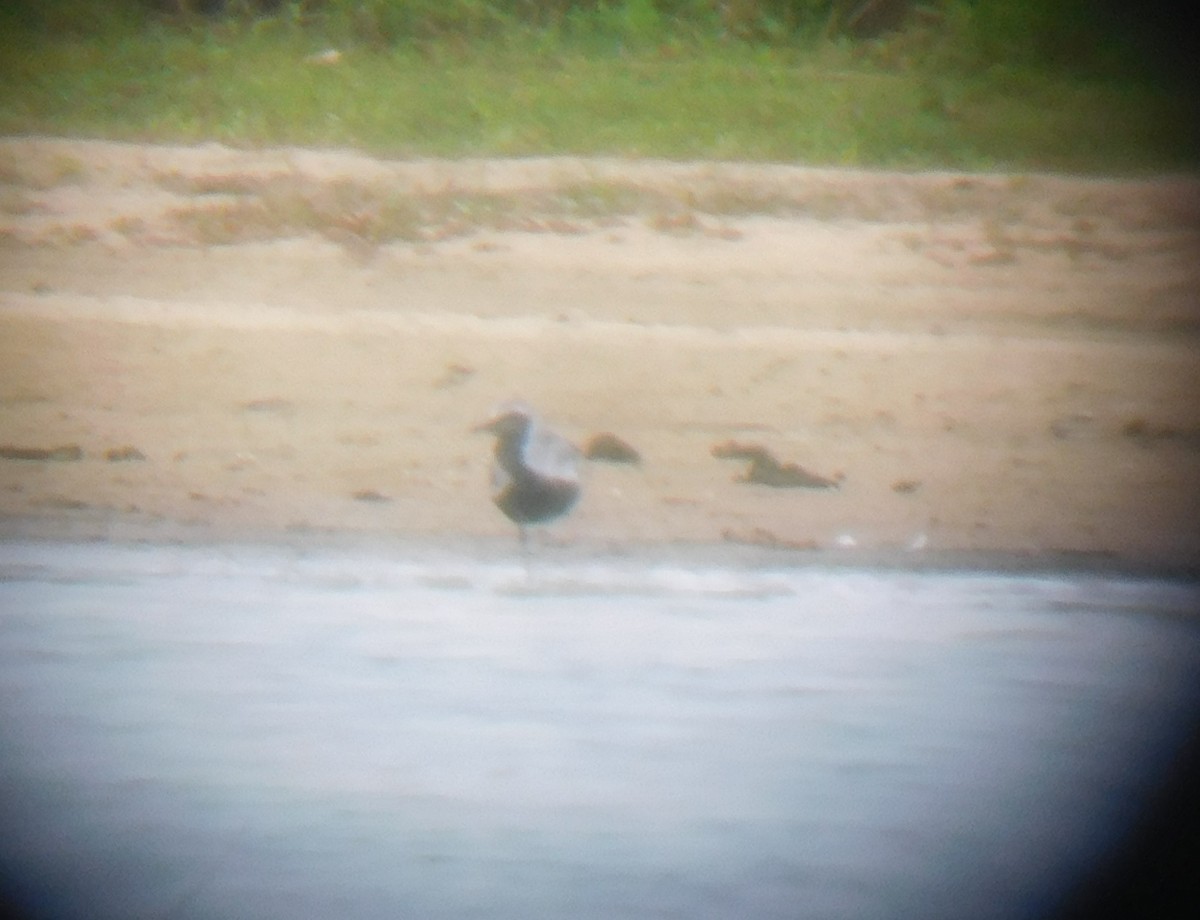 Black-bellied Plover - ML236301091